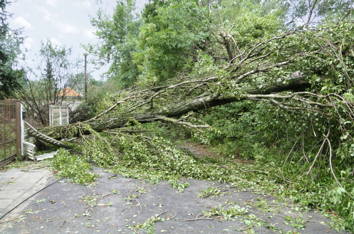 Storm-damaged fallen tree requiring emergency removal in Poway, CA
